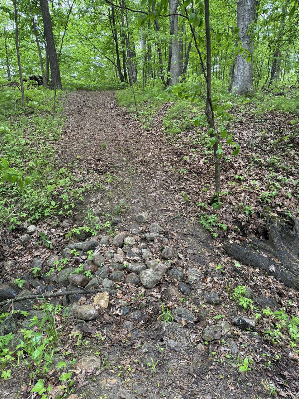 Trail through wooded area